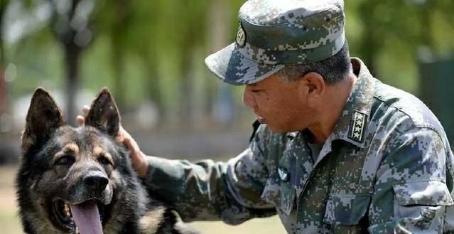 最新军犬电视剧大全,最新军犬电视剧大全，热血诠释忠诚与荣耀